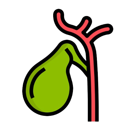 Biliary System