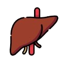 Liver