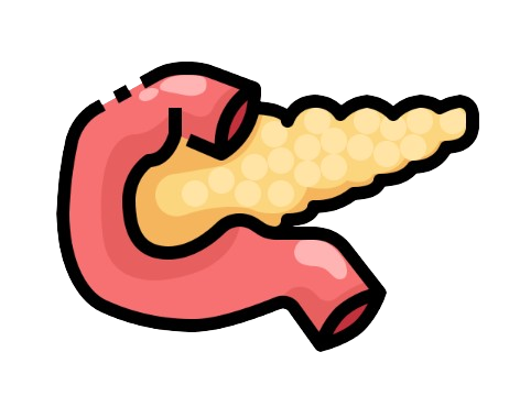 Pancreas