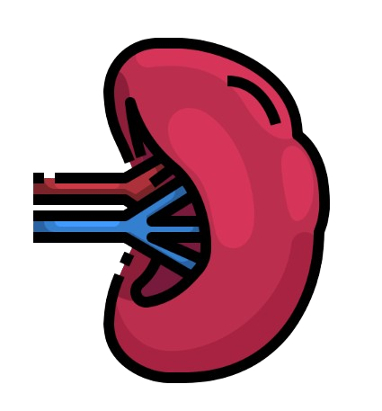 Spleen
